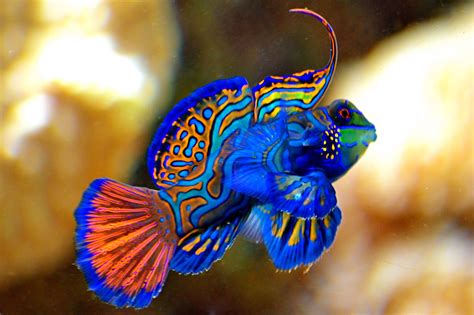 freshwater fish for sale|Freshwater Fish .